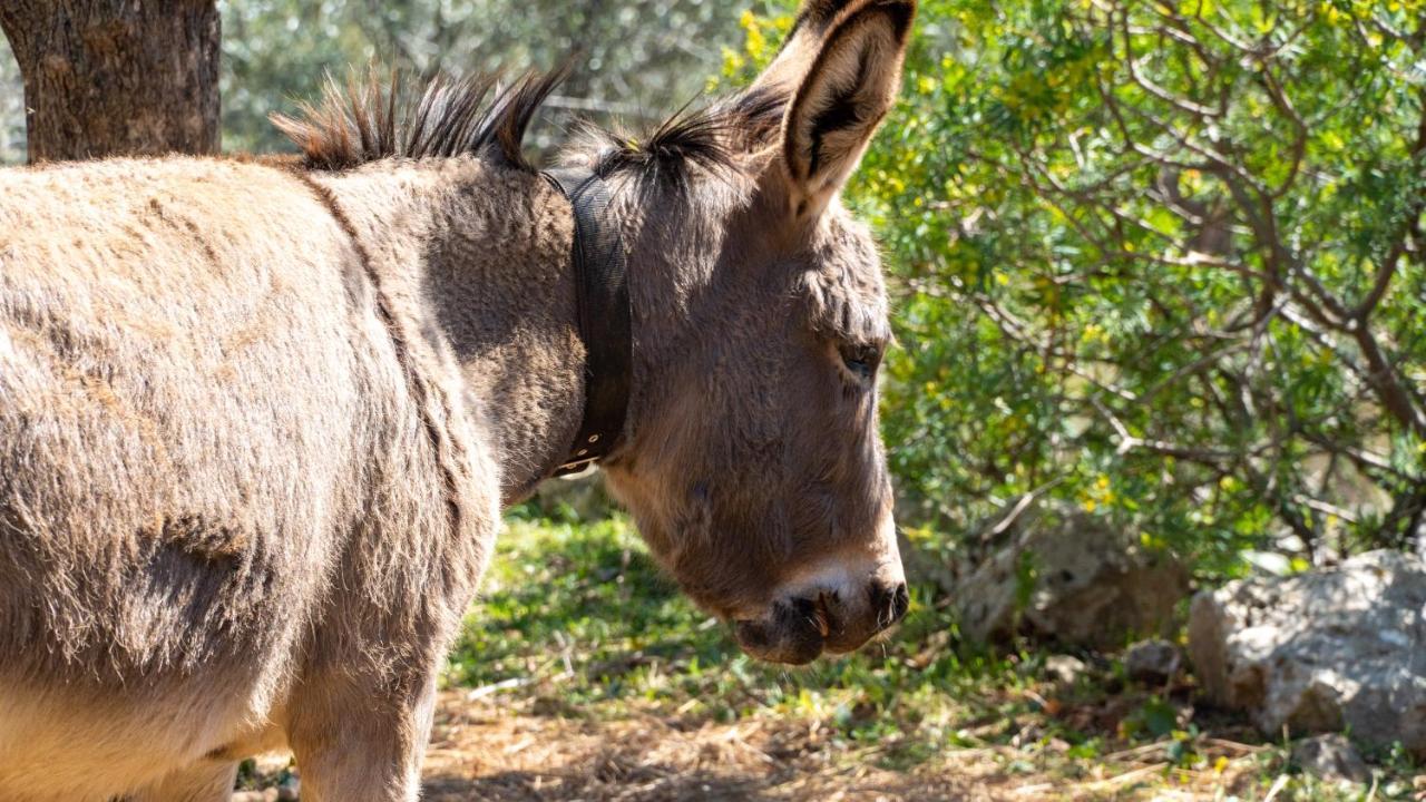 Trisilio Lägenhet Kardhamili Exteriör bild